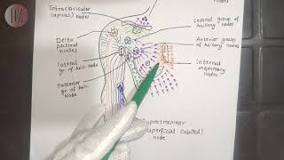 Lymphatic Drainage of Upper Limb  Upper Limb  Dr Ali  Doctor Z [upl. by Pius]