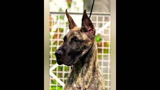 GREAT DANE  Brindle colour great dane types of colour coat of great dane Great dane puppy [upl. by Schenck]