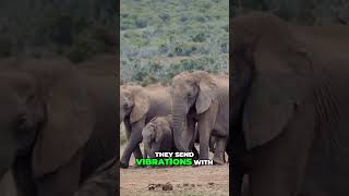 Explore the World of Gentle Giants Amazing Facts About Elephants [upl. by Atima]