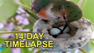 Hummingbird Babys First Two Weeks in the Nest TIMELAPSE [upl. by Amling532]