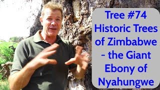 Tree 74 Historic Trees of Zimbabwe  The Giant Ebony of Nyahungwe [upl. by Roselia27]