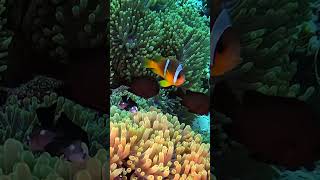 I found Baby Nemo amp his whole family  Colony of clownfish in „anemone city“ redsea scubadiving [upl. by Pollack]