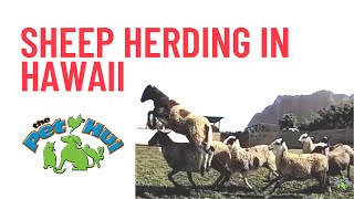 Heard of Sheep Herding in Waimanalo [upl. by Yddor]