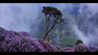 Neelakurinji Blossom time in Munnar August 28 2018 [upl. by Drofnil475]