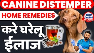 Canine Distemper Home Remedies  Last Stage Symptoms  Treatment At Home  Recovery  In Hindi [upl. by Niad]