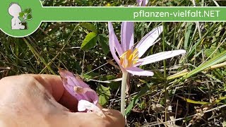 Herbstzeitlose  BlüteBlüten  280818 Colchicum autumnale  giftige Wildpflanzen bestimmen [upl. by Conrado700]