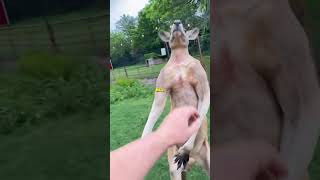 Have You Ever Seen An “Excitedquot Kangaroo 🤮 TheUrbanRescueRanch [upl. by Willamina222]