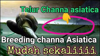 ini FAKTA NYA❗CARA BREEDING CHANNA ASIATICA  DIGABUNG LANGSUNG BERTELUR  MUDAH SEKALIII GAESSSS [upl. by Pierce]