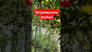 xojamayxona dachasi [upl. by Gyimah]