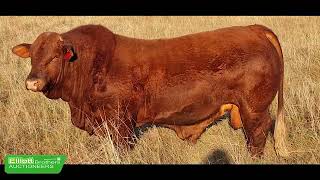 Bailey Hart Rushmere Beefmaster Bull Sale [upl. by Arundell61]