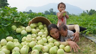 Harvesting a giant melon garden to sell at the market  Cooking with the children [upl. by Britni]