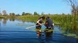 Benthic Invertebrate Sampling [upl. by Eilloh751]