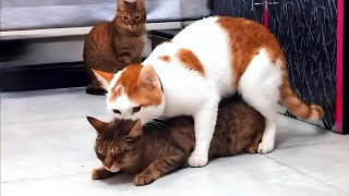 Mating cats with original sound PART 2 🐾 [upl. by Hillman91]