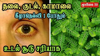 Keezhanelli Benefits in Tamil  Phyllanthus Niruri  Plant  Liver  கீழாநெல்லியின் மருத்துவ பயன்கள் [upl. by Corrina]