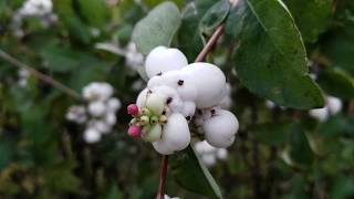 Die Gewöhnliche Schneebeere Symphoricarpos albus Knallerbsen Busch Bäm Knaller Böller [upl. by Aynodal]