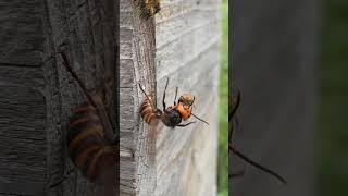 Super Brave Honeybee Fights Off Giant Hornet from the Hive [upl. by Ottinger]