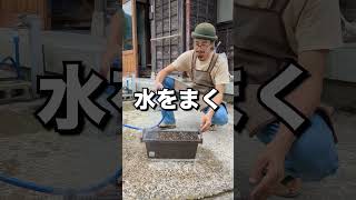 いちごの植え方 プランター編 いちご栽培 家庭菜園 やり方 [upl. by Vod135]