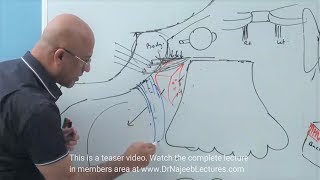 Pterygopalatine Fossa  Neuroanatomy [upl. by Atirahs]