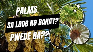 PALMS THAT YOU SHOULD HAVE INSIDE YOUR HOME [upl. by Siuqaj]