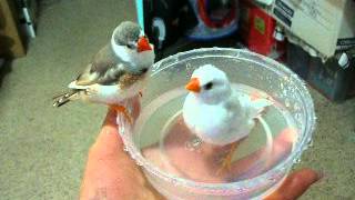 My tamed finches bathing [upl. by Naxela846]