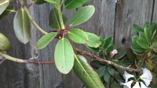 Grooming Rhododendrons [upl. by Eseuqcaj288]