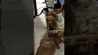 Esta Gata no puede dormir sin sus mejores amigos Perros [upl. by Grimaud495]