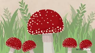 How to Identify Poisonous Mushrooms [upl. by Margarita701]