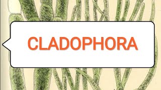 CLADOPHORA BScmedical 1st year [upl. by Yttap837]