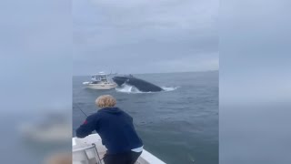 Whale capsizes boat video in new hampshire [upl. by Gertrudis294]