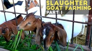 Slaughter Goat Farming Part 1  Slaughter Goat Farming in the Philippines  Agribusiness Philippines [upl. by Anele438]