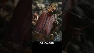 Ants Attacking Chafer Beetle Ultra Macro  Forest Sound ASMR Bugs macrophotography [upl. by Ardell]