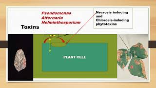 Plant Pathogens amp Their Weapons of Destruction [upl. by Nanice]