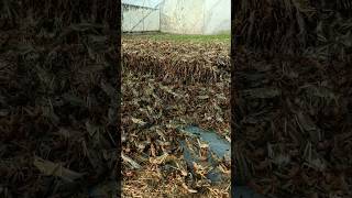 टिड्डो की खेती  grasshopper farm grasshopper farming shorts [upl. by Nika]