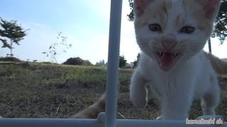 【閲覧注意】 2014 7 15 白子猫 力尽きる Kitten die【瀬戸の野良猫日記】 [upl. by Pooi846]