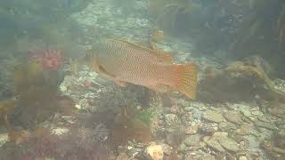 Ballen Wrasse Crownhill Bay Plymouth 270822 [upl. by Victoria301]