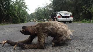 Upclose footage of sloth crossing the road [upl. by Nwahsek476]