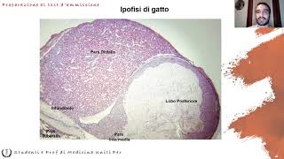 Lezione di Anatomia 11  Sistema Endocrino  Dott Nicolò Loddo [upl. by Aluino]