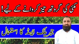 How to Use Gibberellic Acid in Autumn Maize  Bilal Kanju Official [upl. by Amann]