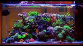 The Most Beautiful Reef Aquarium Ever 😍😲 [upl. by Smaoht]