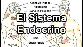 El Sistema Endocrino  Documental de Biología [upl. by Akenaj]