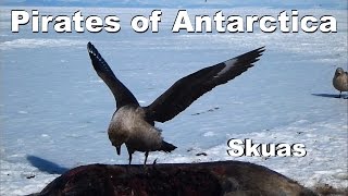 Skua Attacks Sea Birds Eating a Seal Carcass In Antarctica animals in HD [upl. by Loren903]