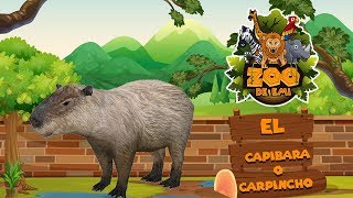 El Capibara o Carpincho  El Zoo de EMI [upl. by Ewold]