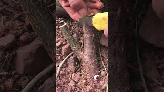 Best grafting technique grafting satisfying [upl. by Abraham]