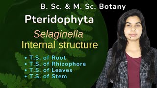 Pteridophyta  Selaginella  Internal structure  Botany  B Sc amp M Sc [upl. by Parcel701]