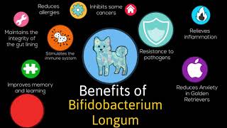 Bifidobacterium longum 1999 B longum benefits as an antianxiety in dogs [upl. by Aronal]