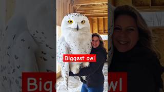 Great and giant snow owl in the planet owl youtubeshorts shortvideo shorts [upl. by Rechaba946]