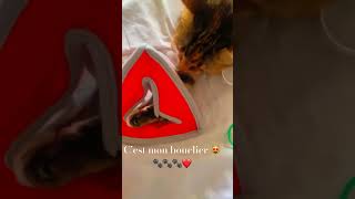 chat drôle et intelligentene touches pas cat cute funny shortvideos shortsyoutube 😻❤️ [upl. by Adnilam404]