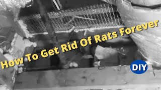 How To Get Rid Of Rats Forever and Protect Your House From Roof Rats coming back [upl. by Tiphanie577]