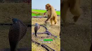 King Cobra captured in a field in Kothamangalam Kerala [upl. by Edd]