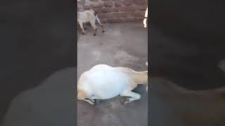 goat farming India sheep farming India [upl. by Brok]